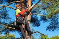 Campbelltown Tree Service image 1